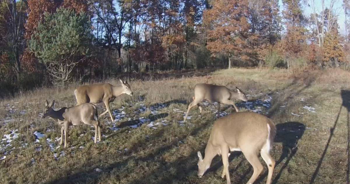 Hook & Hunting DNR Offers 5 Antlerless Deer Licenses for Select